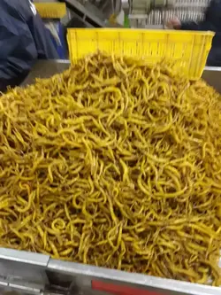 ترشی فلفل سوزنی میرزایی (دبه)