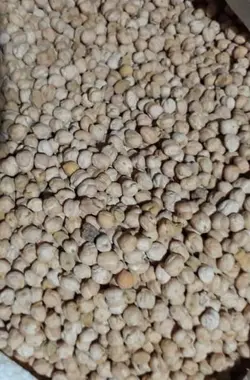 نخود - کالارسان من