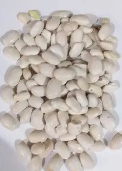 لوبیا سفید