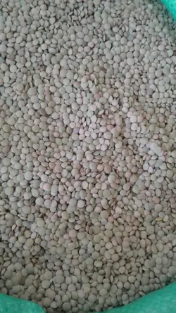 عدس - کالارسان من
