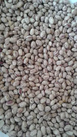 لوبیا چیتی - کالارسان من