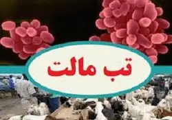 بیماری تب مالت چیست؟ عوامل،دوره،سیر طبیعی و وضعیت جهانی و...