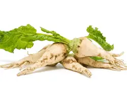 همه چیز درباره چغندر قند | 29 صفحه کاملترین توضیحات