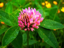 شبدر قرمز و ماشک به عنوان کود کشاورزی طبیعی