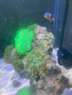 EL75W - الکترونیک20