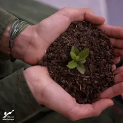 دستبند صلح و دوستی سرو - فروشگاه اینترنتی گروه صلح و دوستی سرو
