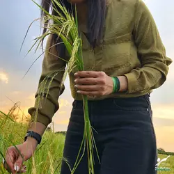 دستبند صلح و دوستی شالیزار - فروشگاه اینترنتی گروه صلح و دوستی سرو