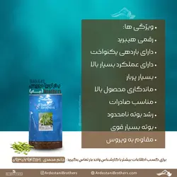 بذر لوبیا موریس(بیکر) bakker brothers - فروشگاه برادران اردستانی