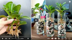 فیلم آموزش تولید گیاه پپرومیا - پازل