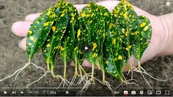 فیلم آموزش تولید گیاه کروتن - پازل