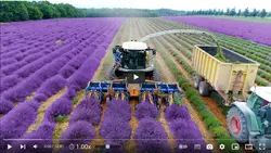 فیلم آموزش تولید گیاه لاواندر - پازل