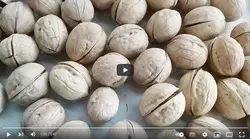 فیلم آموزش تولید گردو - پازل