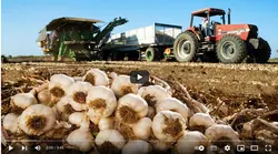 فیلم آموزش تولید سیر - پازل