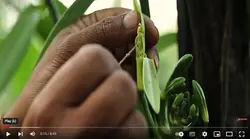 فیلم آموزش تولید وانیل - پازل