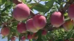 فیلم آموزش تولید هلو - پازل