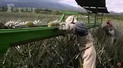 فیلم آموزش تولید آناناس - پازل