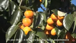 فیلم آموزش تولید خرمالو ژاپنی - پازل