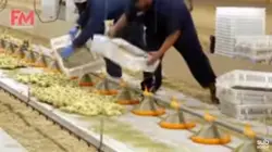 فیلم آموزش تولید و پرورش مرغ - پازل