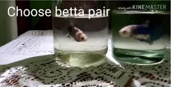 فیلم آموزش تولید ماهی فایتر (1) - پازل