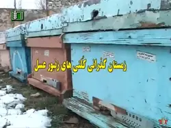 فیلم آموزش زمستان گذرانی زنبور های عسل - پازل