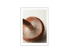 پرورش قارچ خوراکی - پازل