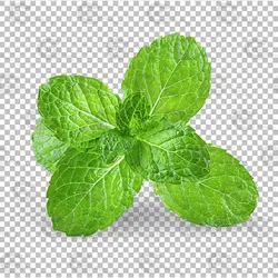 فایل پی اس دی برگ نعناع کد 011