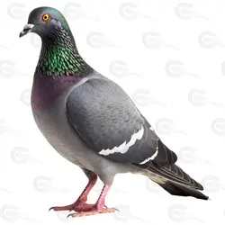 عکس بدون پس زمینه کبوتر چاهی خاکستری کد 063