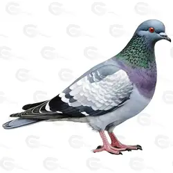 عکس بدون پس زمینه کبوتر چاهی خاکستری کد 065