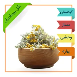 گل بومادران کردستان برداشت 1401
