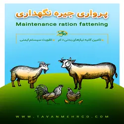 پرواری جیره نگهداری