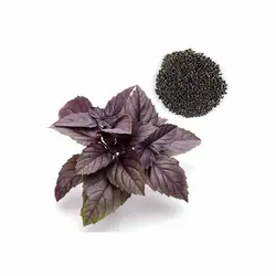 بذر سبزی ریحان بنفش اصلاح شده 20 گرمی و بسته یک کیلویی - کیمیاکشت