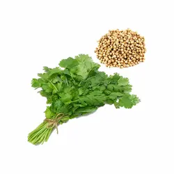 بذر سبزی گشنیز اصلاح شده 20 گرمی - کیمیاکشت