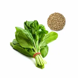 بذر سبزی اسفناج اصلاح شده 20 گرمی - کیمیاکشت