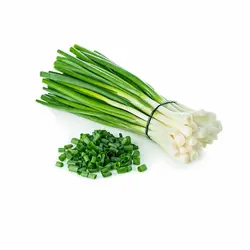 بذر سبزی پیازچه اصلاح شده 20 گرمی - کیمیاکشت