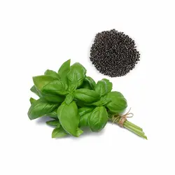 بذر سبزی ریحان سبز اصلاح شده 20 گرمی و یک کیلویی - کیمیاکشت