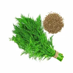 بذر سبزی شوید اصلاح شده 20 گرمی - کیمیاکشت