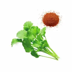 بذر سبزی شاهی اصلاح شده - کیمیاکشت