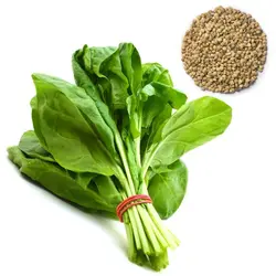 بذر سبزی شاهی اصلاح شده 20 گرمی - کیمیاکشت