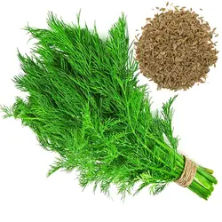 بذر سبزی شوید اصلاح شده 20 گرمی - کیمیاکشت