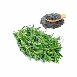 بذر سبزی مرزه اصلاح شده 20 گرمی - کیمیاکشت