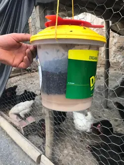 تله سطلی دلتراپ با پودر جاذب مگس