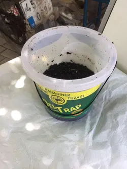 تله سطلی دلتراپ با پودر جاذب مگس