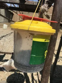 تله سطلی دلتراپ با پودر جاذب مگس