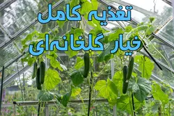 برنامه تغذیه کامل خیار گلخانه‌ای