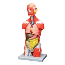 مولاژ نیم تنه بدن انسان 11تیکه (آناتومی )