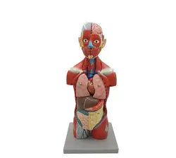 مولاژ نیم تنه بدن انسان 11تیکه (آناتومی )