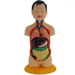 مولاژ نیم تنه بدن انسان عروسکی