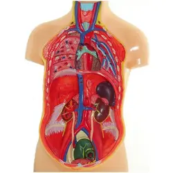 مولاژ نیم تنه بدن انسان عروسکی