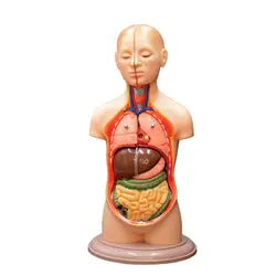 مولاژ  بدن انسان (آناتومی)