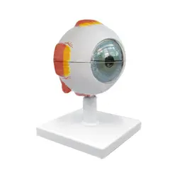 مولاژ چشم 10برابر اندازه طبیعی - فروشگاه اینترنتی میخک توی